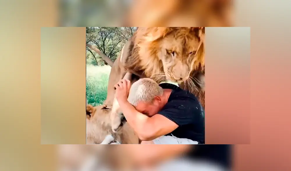 Desliza hacia la izquierda para ver la feroz reacción del león que se volvió 'famoso'en Facebook.