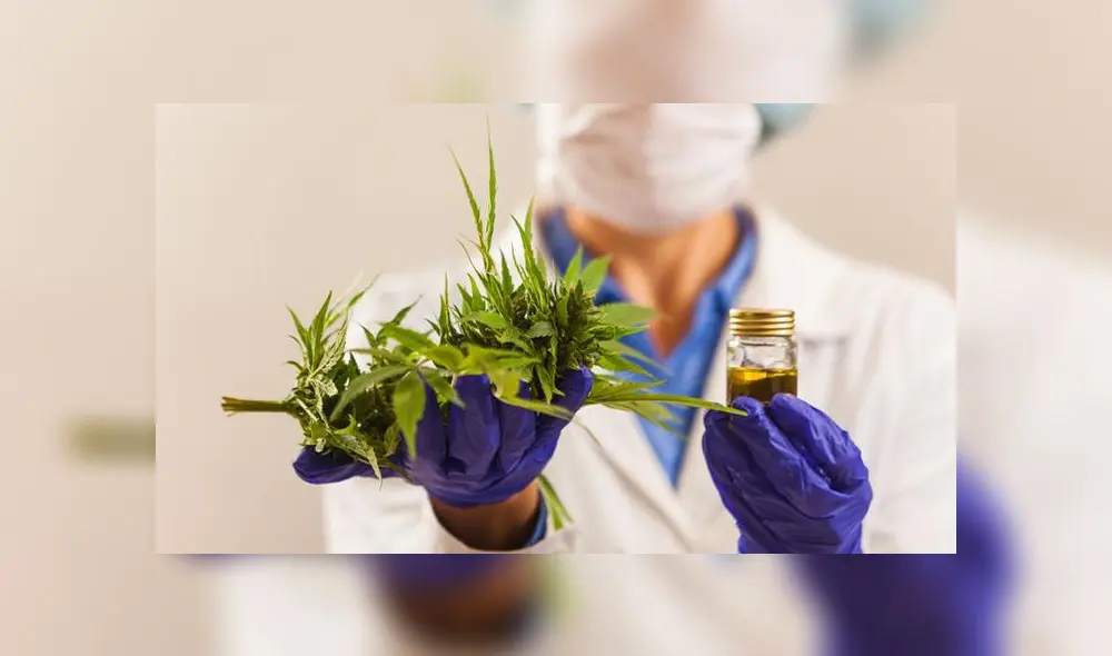 Francia aprueba el uso experimental del cannabis medicinal por dos años [VIDEO]