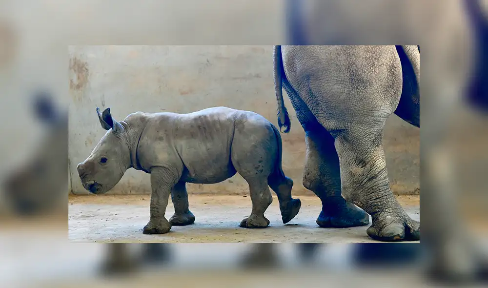 Conoce a Edward, el rinoceronte que puede salvar a una subespecie de la extinción [FOTOS Y VIDEOS]