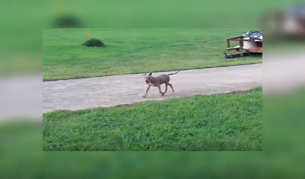 Desliza hacia la izquierda para ver el antes y después de un perro bebé que fue abandonado. Imágenes de Facebook.