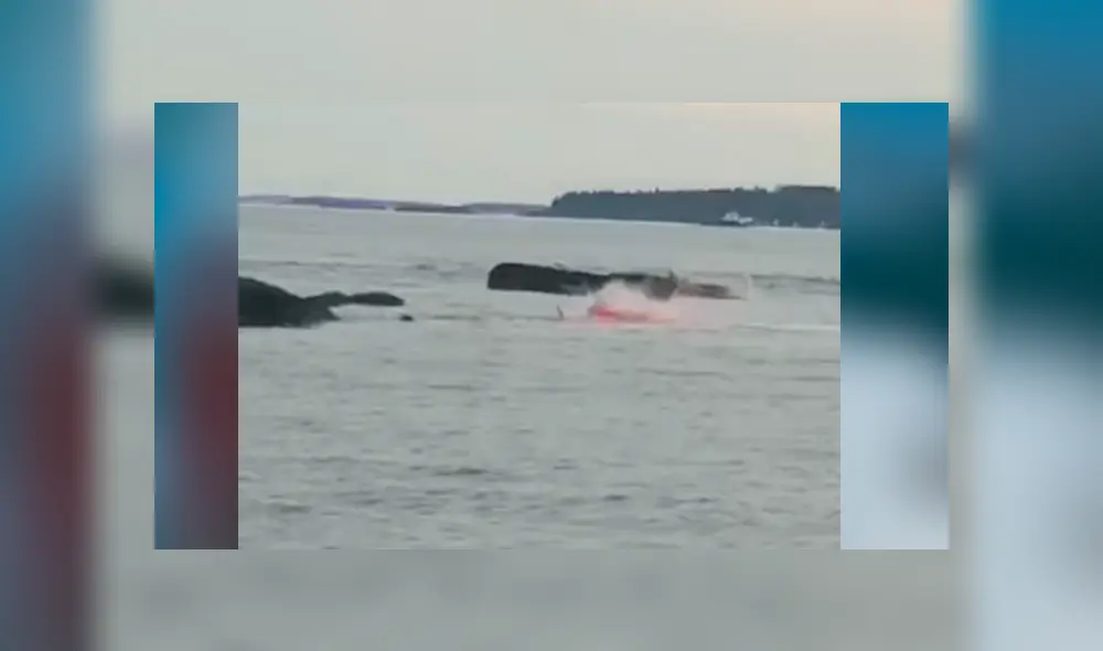 YouTube viral: feroz tiburón ataca sin piedad a indefensa foca y turistas quedan horrorizados YouTube viral: feroz tiburón ataca sin piedad a indefensa foca y turistas quedan horrorizados