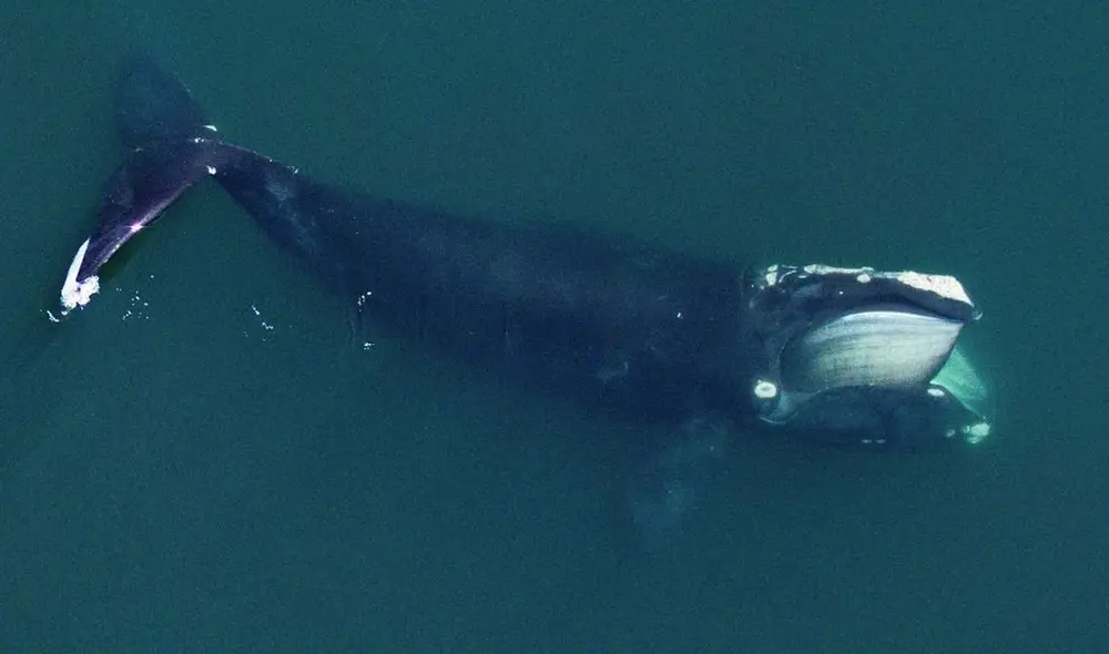 Una ballena franca del Atlántico norte alimentándose en Cape Cod Bay. Foto: Michael Moore and Carolyn Miller
