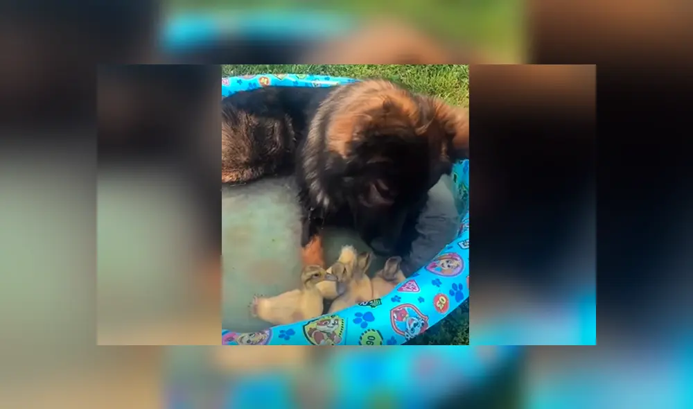 Desliza las imágenes hacia la izquierda para apreciar la reacción de un perro al tener cerca unas pequeñas aves.