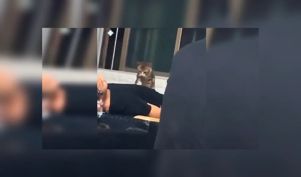En Facebook, un travieso gato acompañó a su dueño al trabajo y sorprendió al dar cálidos masajes a las personas. En Facebook, un travieso gato acompañó a su dueño al trabajo y sorprendió al dar cálidos masajes a las personas.