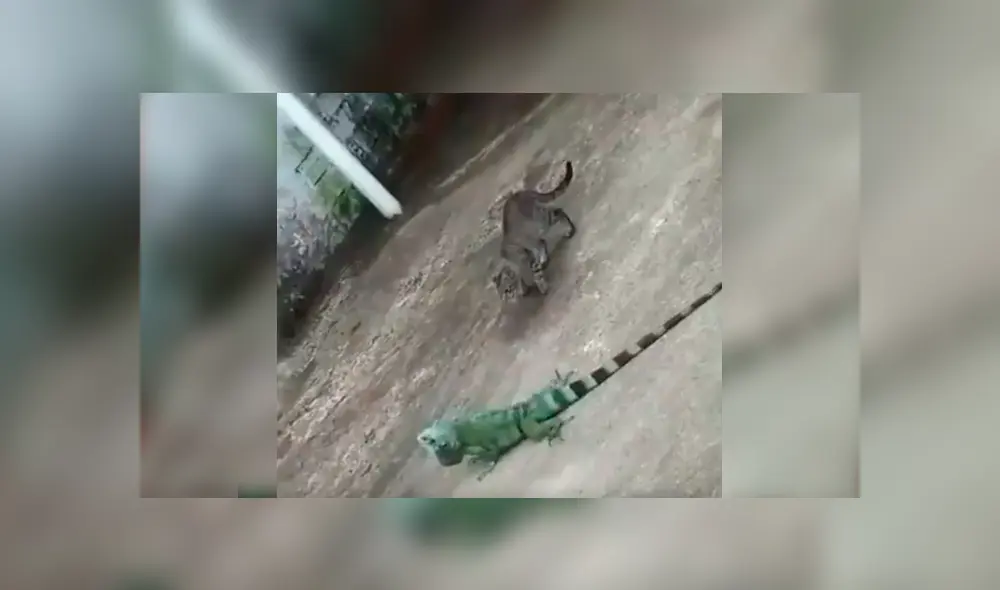 En Facebook se compartió un video viral del enfrentamiento de un osado gato con una iguana.