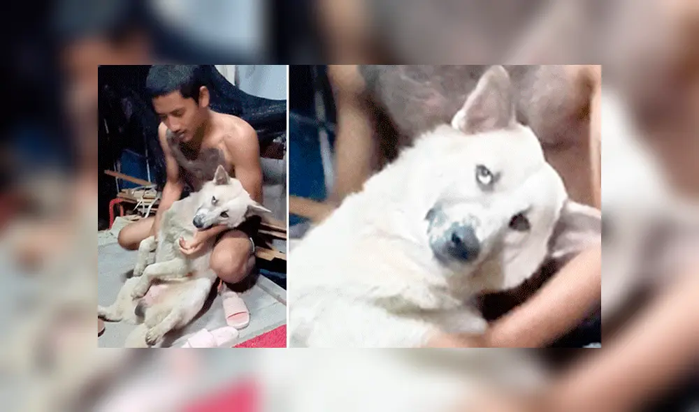 YouTube viral: perrito no quiso que dueño lo bañe y fingió su muerte [VIDEO]