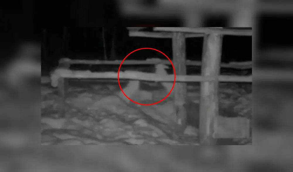 Desliza a la izquierda para ver el curioso enfrentamiento de las liebres. (Foto: captura)