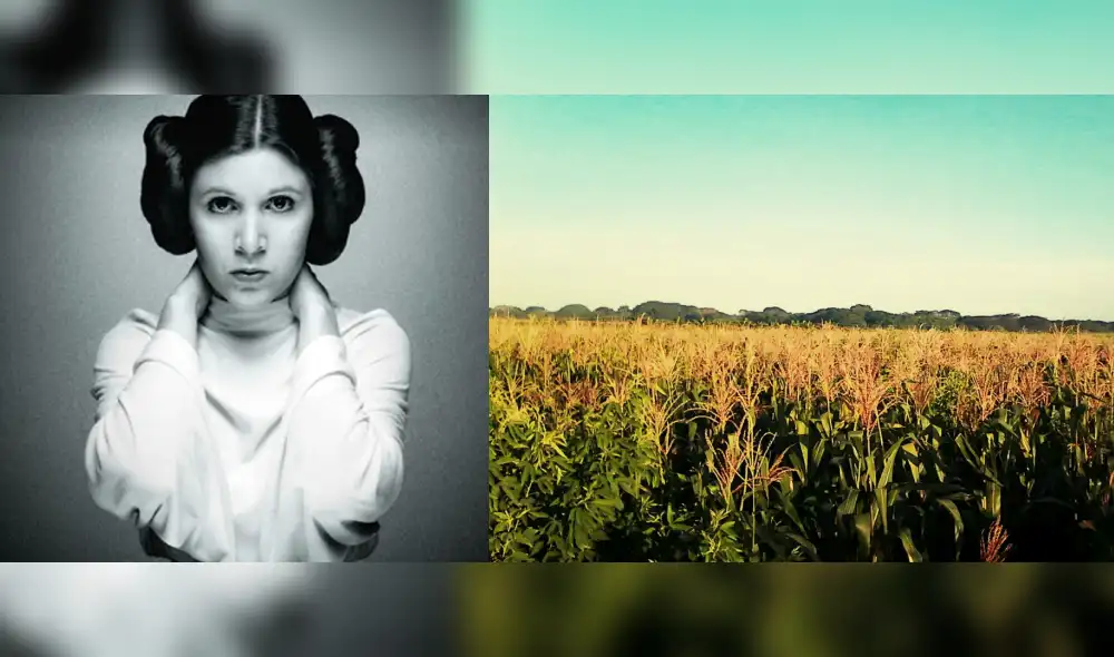 Twitter: Rinden homenaje a la Princesa Leia creando laberinto en cosecha de maíz [FOTO + VIDEO]