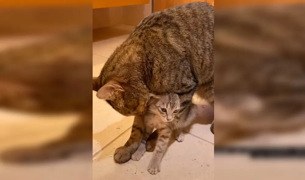 Desliza las imágenes para conocer la historia de un gato bebé que fue rescatado por una joven y consiguió un ‘nuevo amigo’. Foto: Captura de TikTok