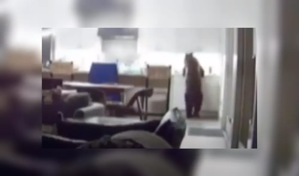 Mujer revisa cámaras de seguridad y descubre al 'intruso’ que le robaba su comida de madrugada.