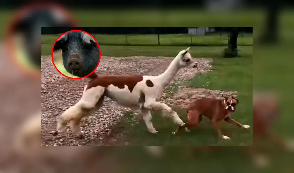 La perrita llamada Maggie, huyó rápidamente al ser atacado por la alpaca. Foto: Newsflare