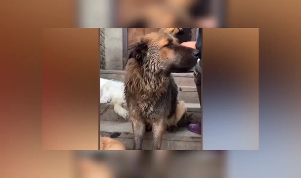 Desliza hacia la izquierda para ver cómo luce el perro que se ha vuelto viral en YouTube.