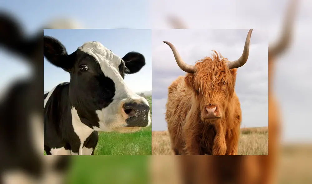 Desliza para ver el aspecto del híbrido que sorprendió a todos en YouTube. Foto: Captura. Desliza para ver el aspecto del híbrido que sorprendió a todos en YouTube. Foto: Captura.