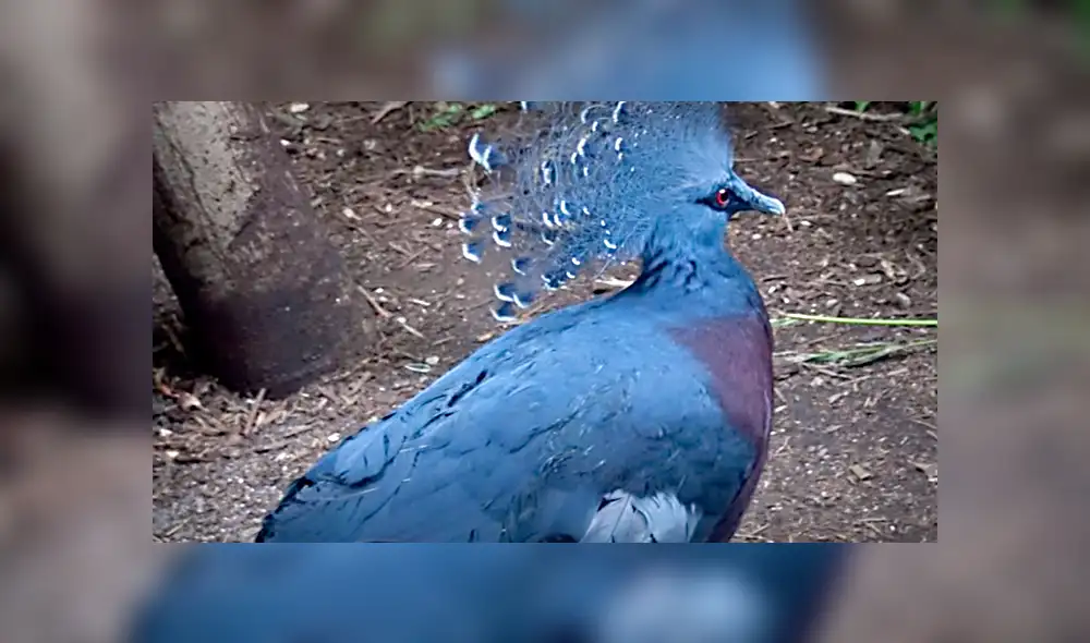 YouTube viral: conoce las siete palomas más extrañas del mundo