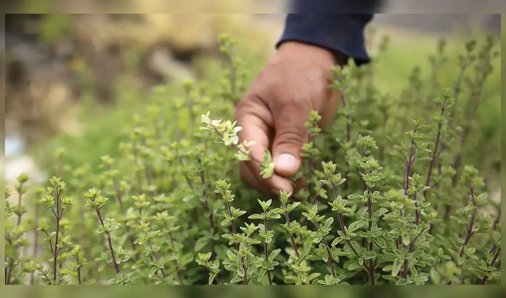 Arequipa. Producción de orégano de Lluta ahora en mercado europeo.