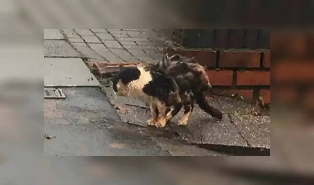 Muere Maximus, el gato callejero que batalló contra el VIH felino [VIDEO]