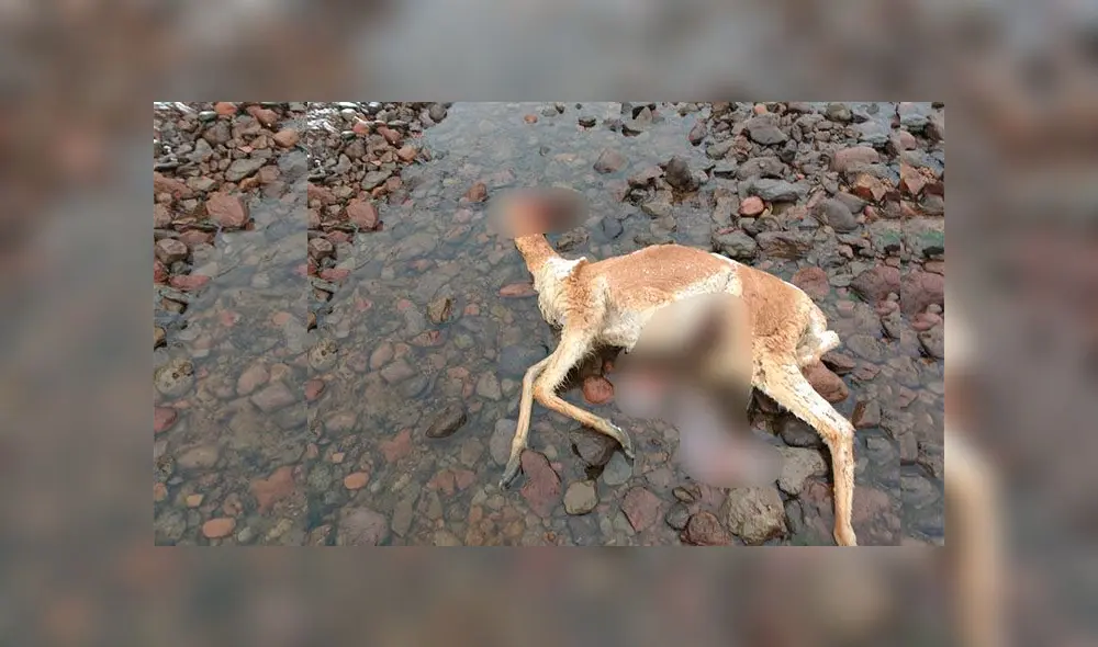 Vicuñas amanecieron muertas el último domingo en Arcata.