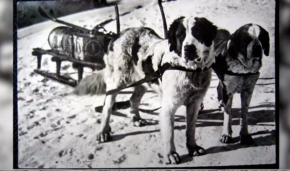 Barry fue entrenado por los monjes para rescatar a personas perdidas. Foto: Captura/YouTube/Experto Animal