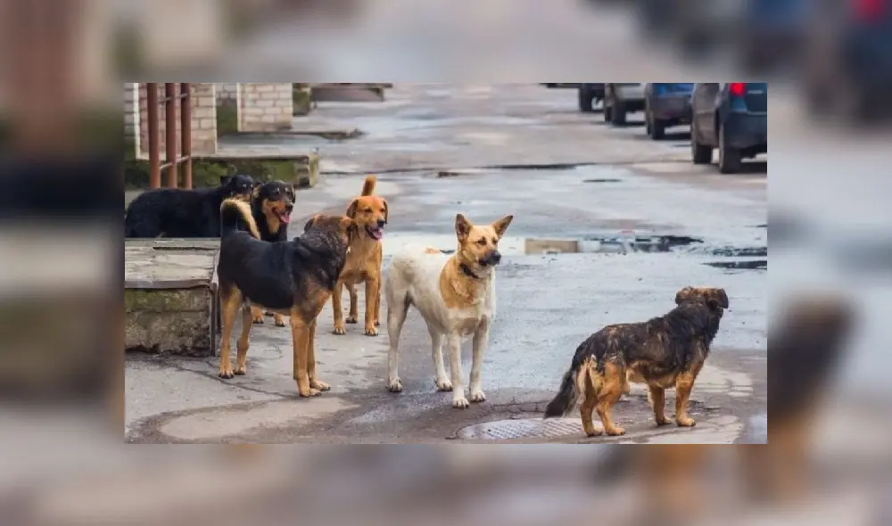 Perro callejero y coronavirus. Foto: Shutterstock Perro callejero y coronavirus. Foto: Shutterstock