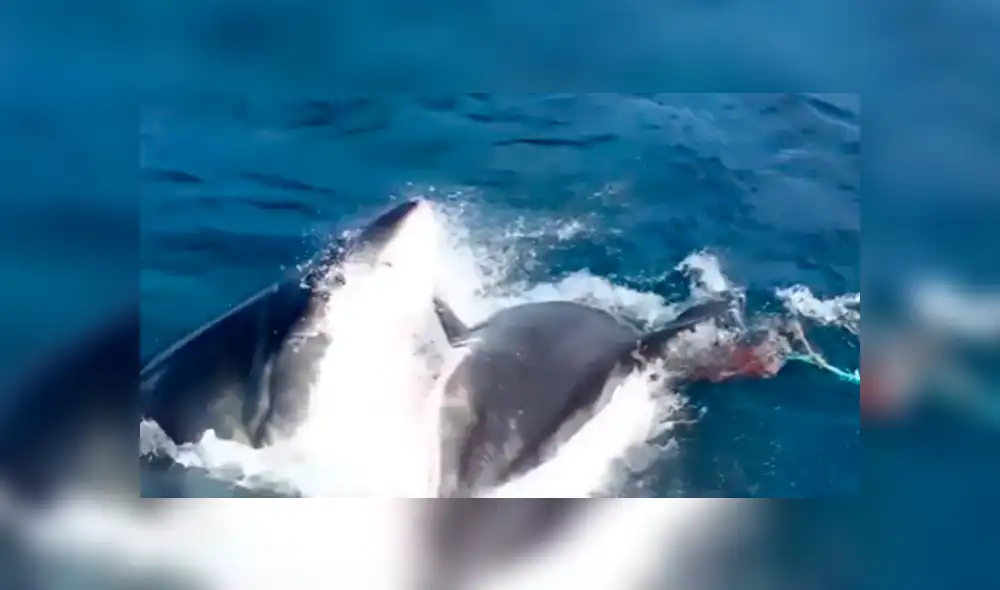 YouTube viral: turista navega en altamar y captar feroz batalla de tiburones con desgarrador final. Foto: Nat Geo Wild YouTube viral: turista navega en altamar y captar feroz batalla de tiburones con desgarrador final. Foto: Nat Geo Wild