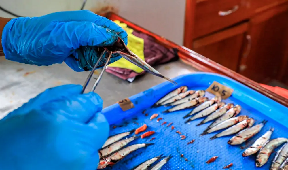 Estudio de especies de anchoveta en IMARPE. Estudio de especies de anchoveta en IMARPE.