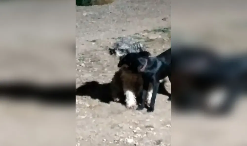 Desliza las imágenes para conocer el amoroso gesto que tuvo un animal callejero con una perrita que vivía con él. Foto: Captura de TikTok