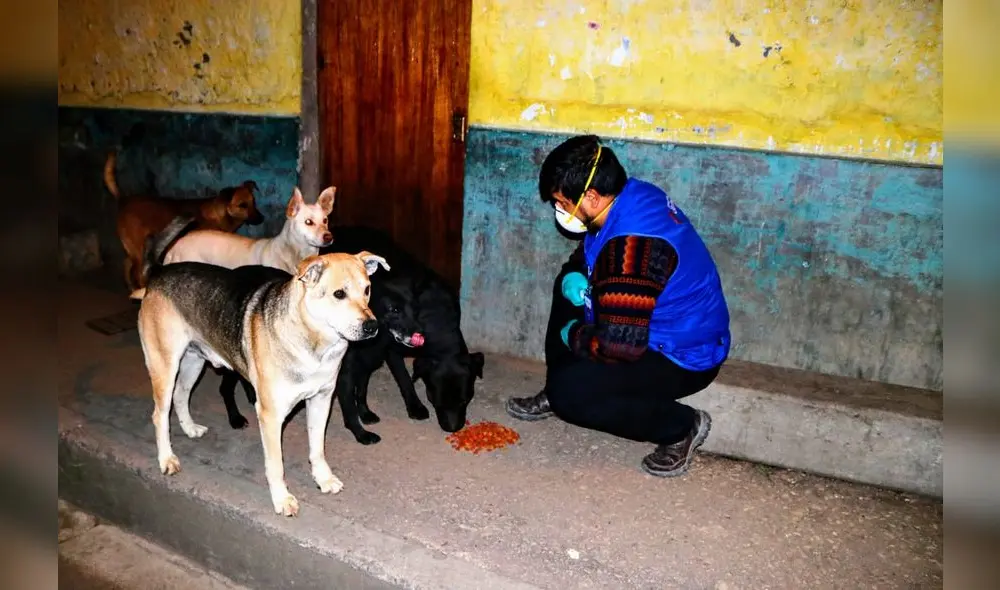 Perros callejeros de Cajamarca Perros callejeros de Cajamarca