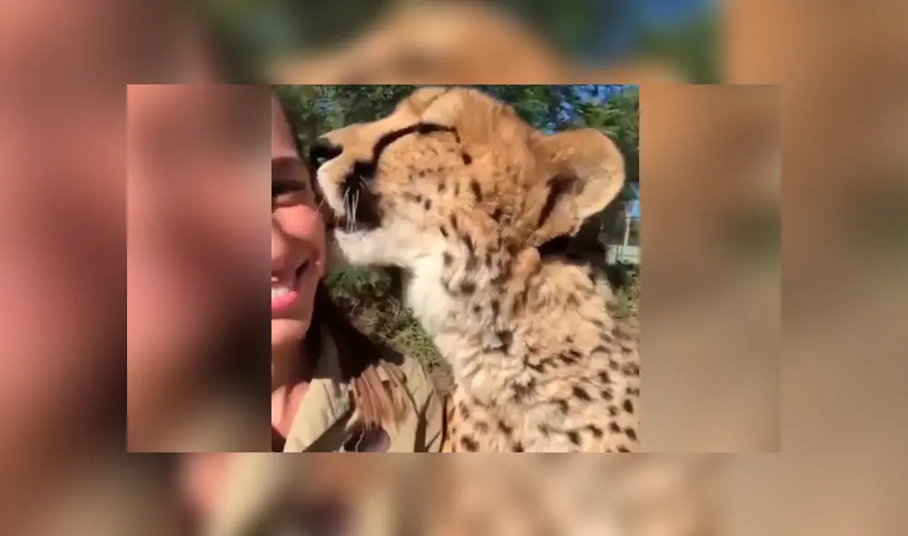 La arriesgada cuidadora de felinos le dio un beso a un leopardo. La arriesgada cuidadora de felinos le dio un beso a un leopardo.