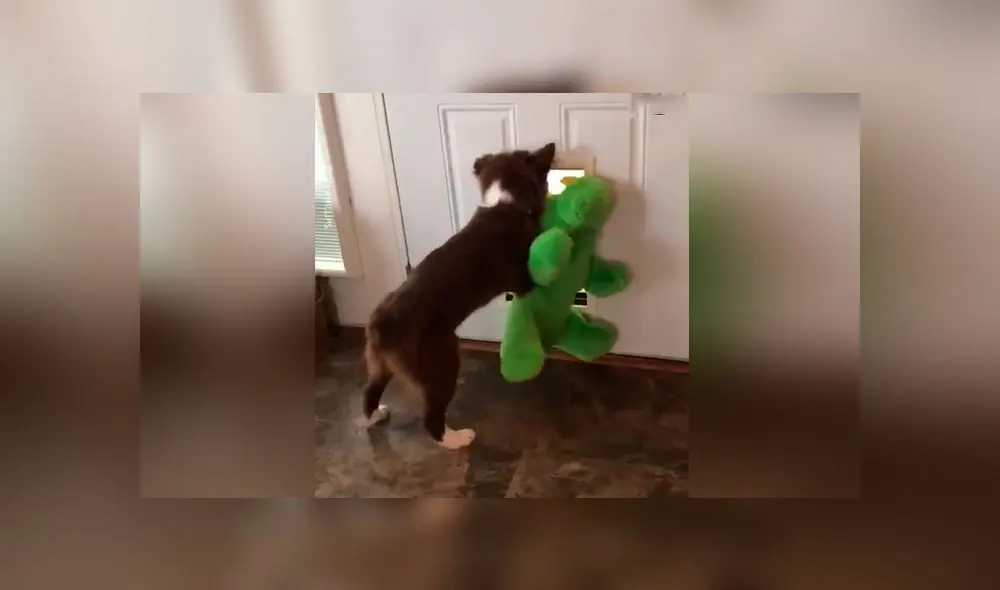 Desliza las imágenes para ver la furiosa reacción de un perro celoso al ver a la nueva 'mascota' de su dueña. Foto: Woof Woof Desliza las imágenes para ver la furiosa reacción de un perro celoso al ver a la nueva 'mascota' de su dueña. Foto: Woof Woof