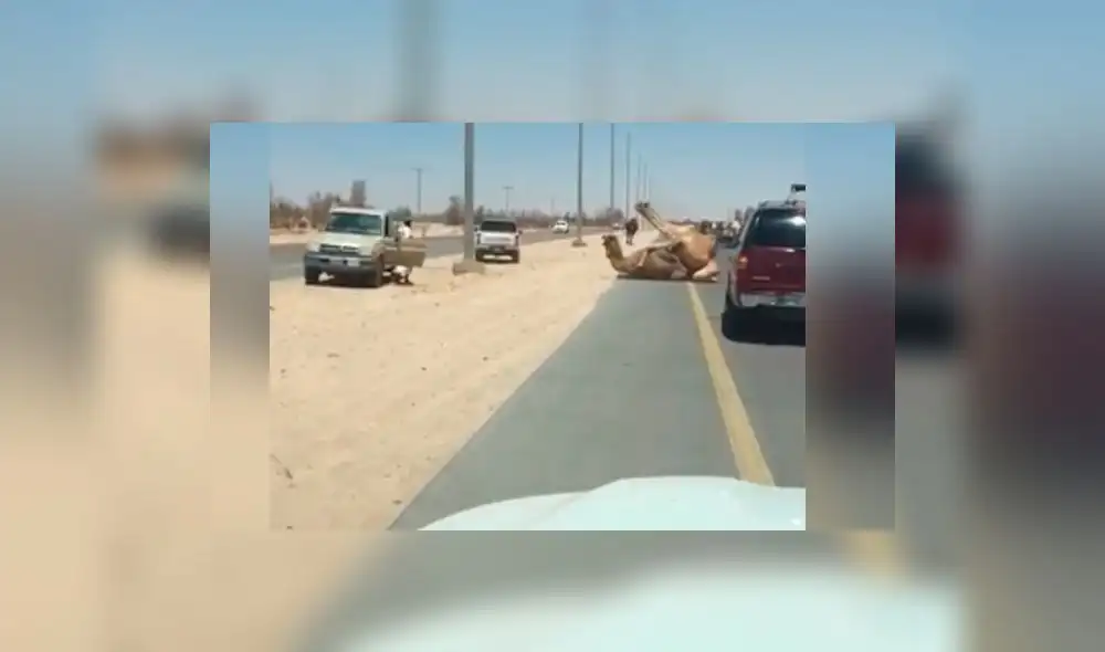YouTube: Dos camellos tuvieron sexo en plena carretera de Emiratos Árabes