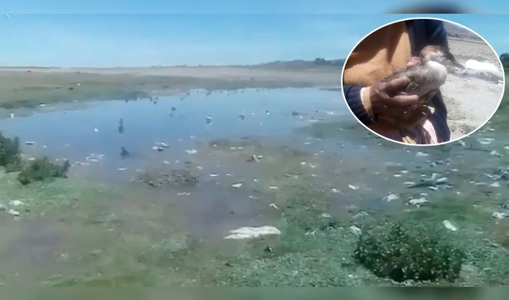 Reportan extraña muerte masiva de aves a orillas del lago Titicaca en Puno Reportan extraña muerte masiva de aves a orillas del lago Titicaca en Puno