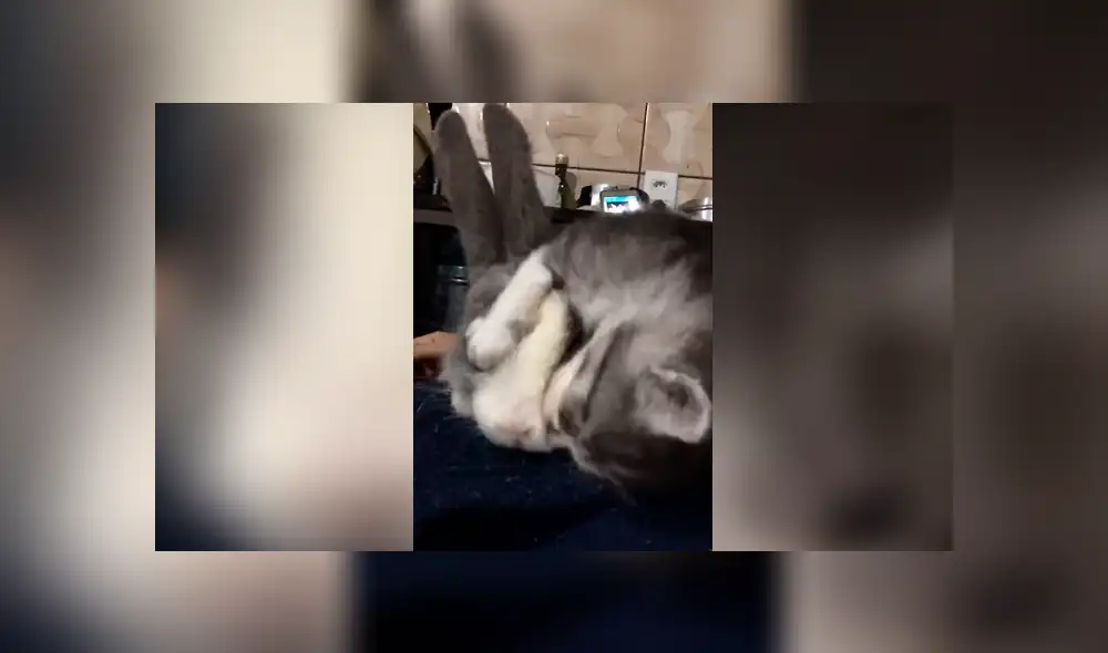 Facebook: Tierno gatito llena de amor a un conejo y este tiene inesperada reacción