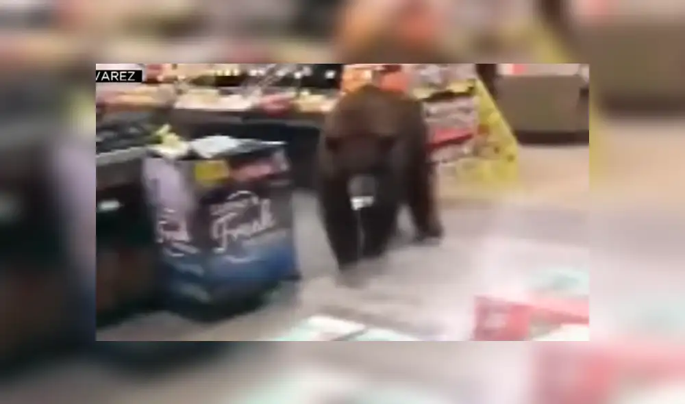 Uno de los osos pasó 20 minutos en uno de los locales hasta saciarse. Foto: CBS Sacramento