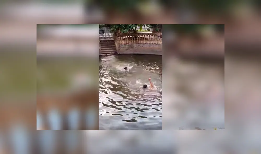 Video es viral en YouTube. Apenas escuchó los gritos de su dueño, el perro tuvo una reacción que fue aplaudida por miles de personas en las redes sociales. Foto: Captura. Video es viral en YouTube. Apenas escuchó los gritos de su dueño, el perro tuvo una reacción que fue aplaudida por miles de personas en las redes sociales. Foto: Captura.