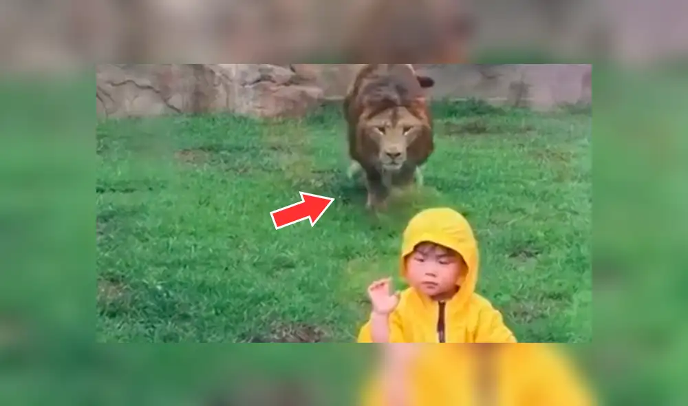 YouTube viral: niño quería fotografía junto a león en su recinto y así reacciona furioso depredador [VIDEO]