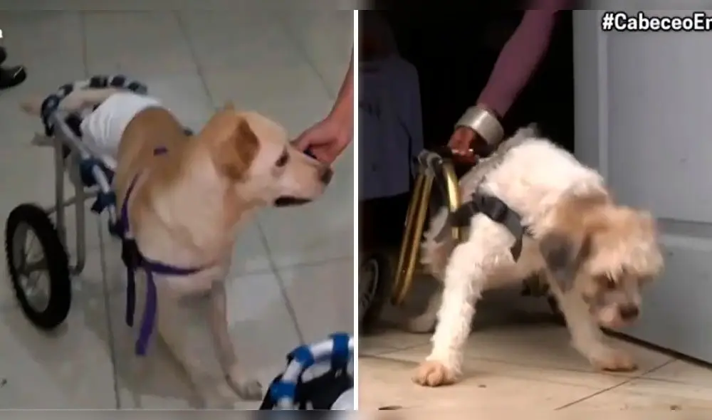 (Foto: captura América TV)