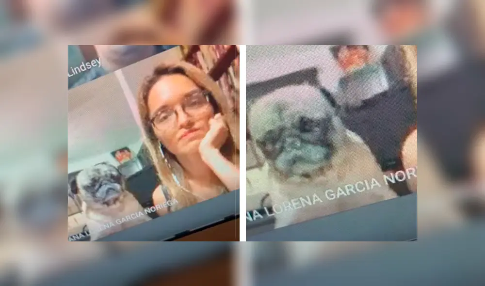 Desliza las imágenes para conocer la travesura de un perro al interrumpir la clase virtual de su dueña. Foto: The Pug. Desliza las imágenes para conocer la travesura de un perro al interrumpir la clase virtual de su dueña. Foto: The Pug.