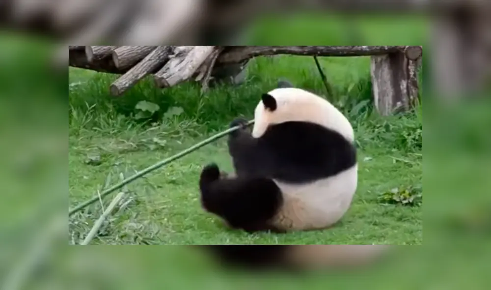En Facebook, los usuarios compararon a un oso panda con el personaje de la famosa cinta animada.