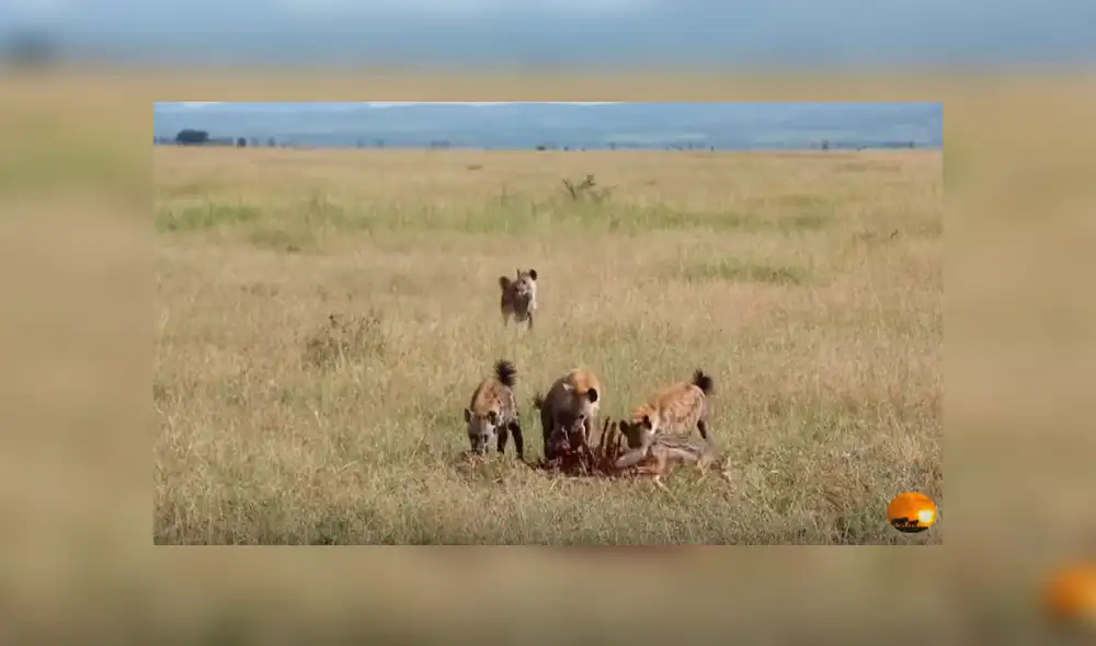 Desliza hacia la izquierda para ver el momento en que una manada de hienas se apodera de la comida de los leones, escena que es viral en YouTube. Desliza hacia la izquierda para ver el momento en que una manada de hienas se apodera de la comida de los leones, escena que es viral en YouTube.
