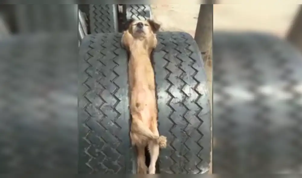 Facebook: perro se burla de unos jóvenes de la manera más épica [VIDEO]