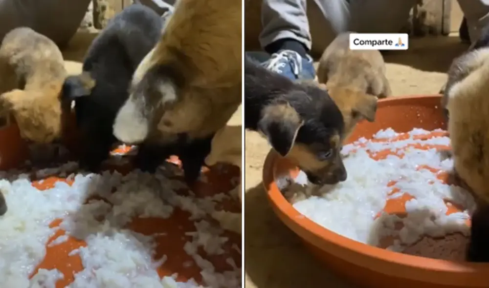 Desliza las imágenes para conocer más de este conmovedor momento entre una perrita y sus cachorros. Foto: captura de TikTok Desliza las imágenes para conocer más de este conmovedor momento entre una perrita y sus cachorros. Foto: captura de TikTok