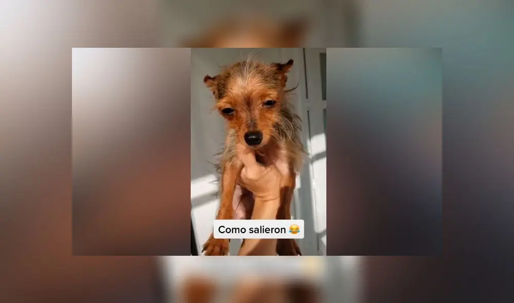 Desliza las imágenes para ver el peculiar aspecto que adoptaron las crías de estos perros de razas totalmente distintas. Foto: Allyson Moreno/TikTok