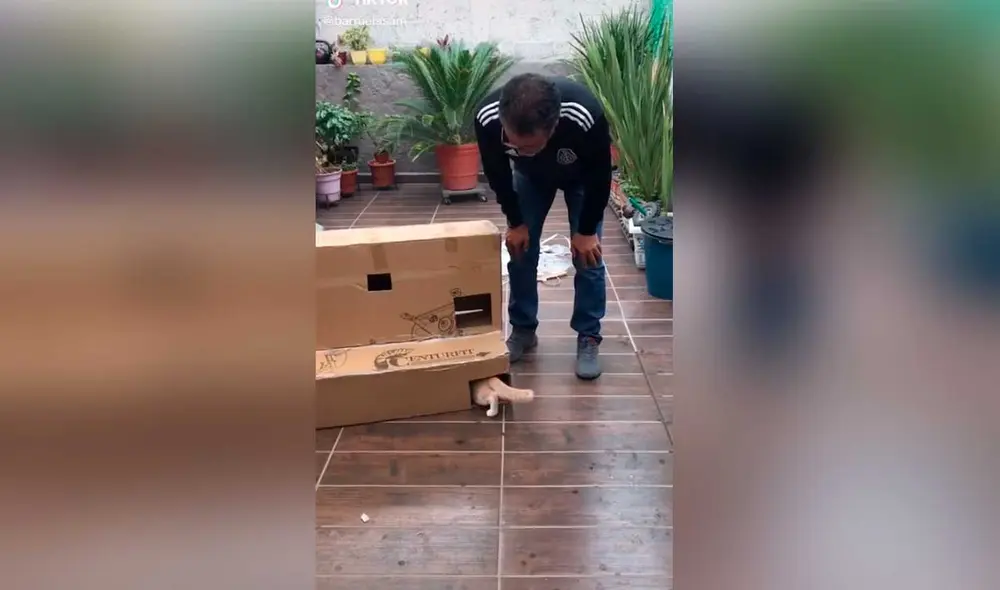 Desliza las imágenes para ver la curiosa escena que protagonizó este padre de familia con su nueva mascota.  Foto: Captura de TikTok/ barruelasam