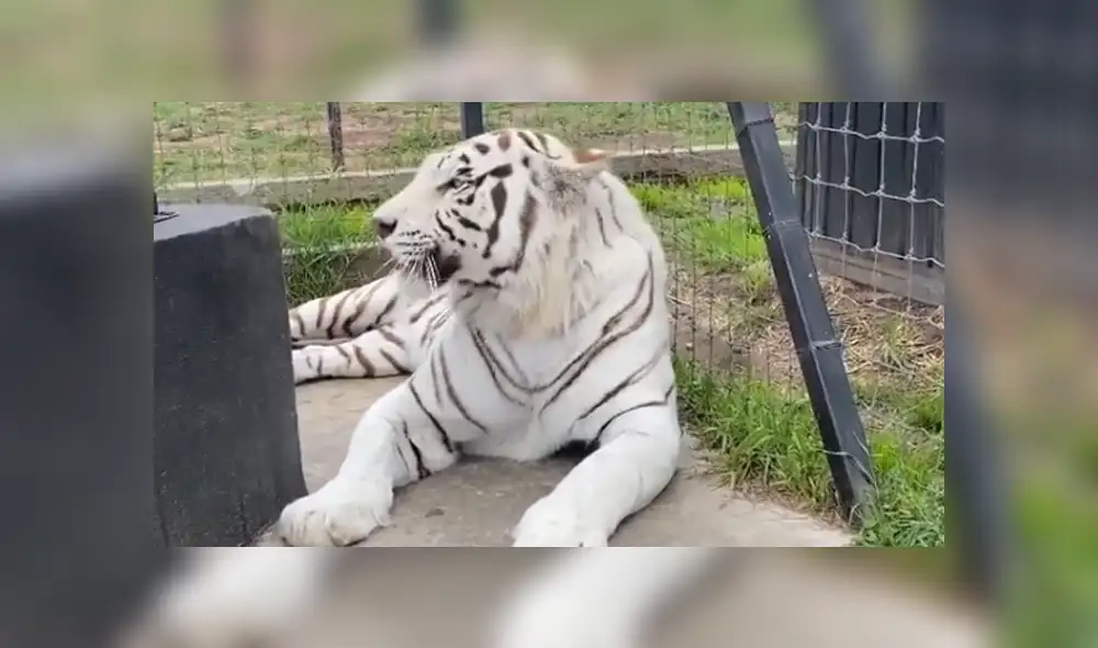Desliza hacia la izquierda para ver las imágenes del viral de Facebook. Foto: Black Jaguar While Tiger. Desliza hacia la izquierda para ver las imágenes del viral de Facebook. Foto: Black Jaguar While Tiger.