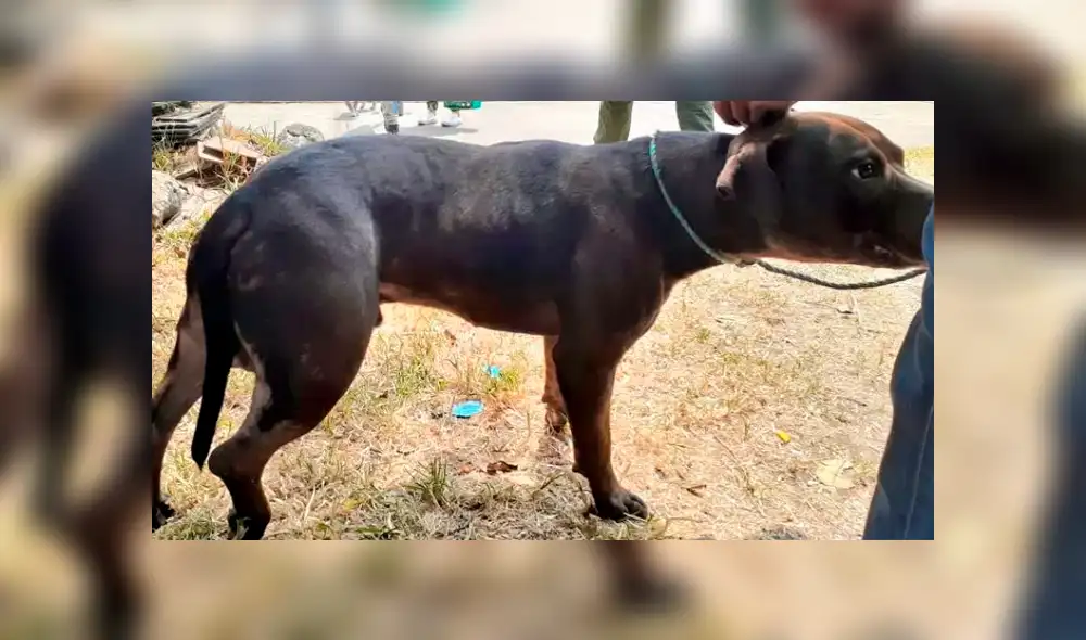 Lanzan a un perro desde un puente vehicular y salva de morir [FOTOS]