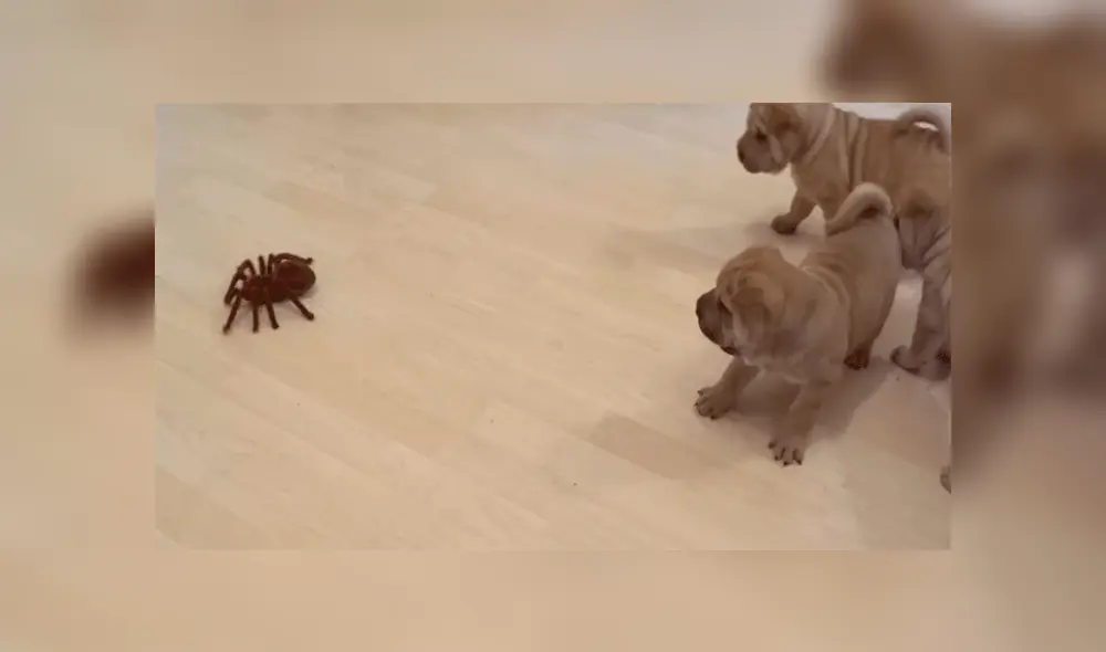 Cachorros reaccionan inesperadamente al encontrarse con una gigantesca tarántula [VIDEO]