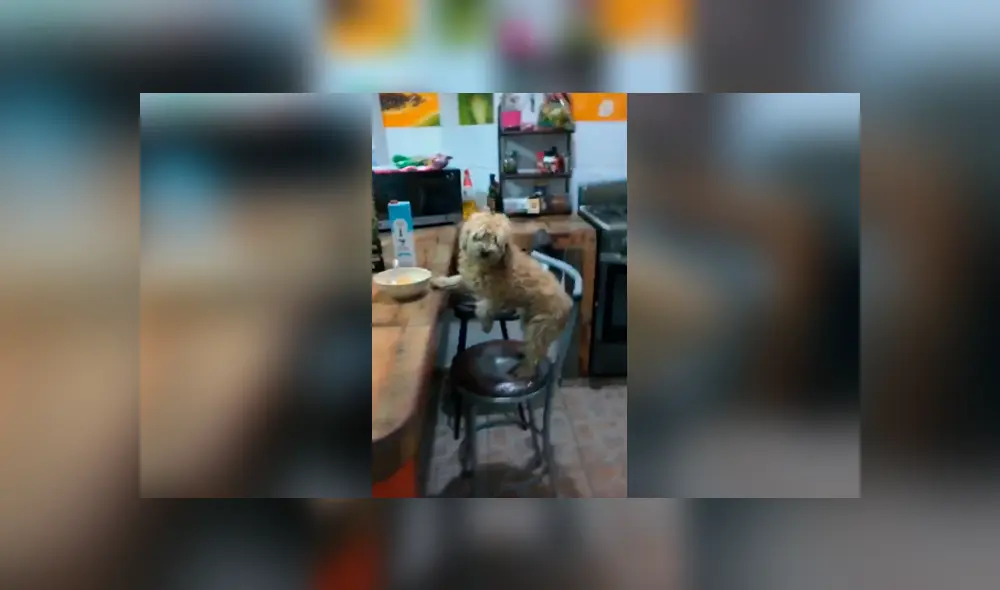 Desliza las imágenes para conocer la travesura de un perro al notar que su dueño estaba durmiendo. Desliza las imágenes para conocer la travesura de un perro al notar que su dueño estaba durmiendo.