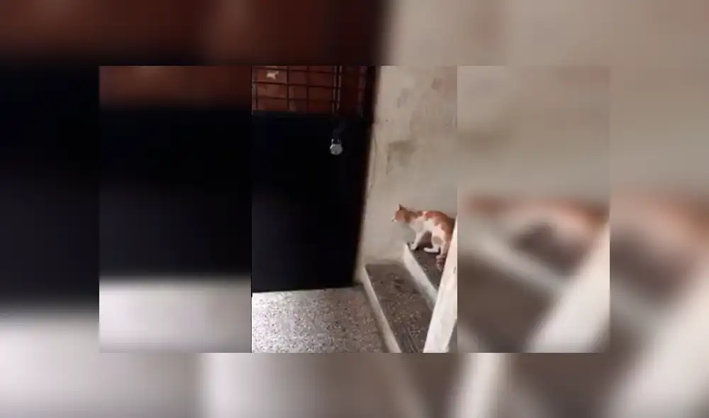 En Facebook, gato aprovechó la distracción de su dueño para escapar de casa, pero recibió un duro castigo. En Facebook, gato aprovechó la distracción de su dueño para escapar de casa, pero recibió un duro castigo.