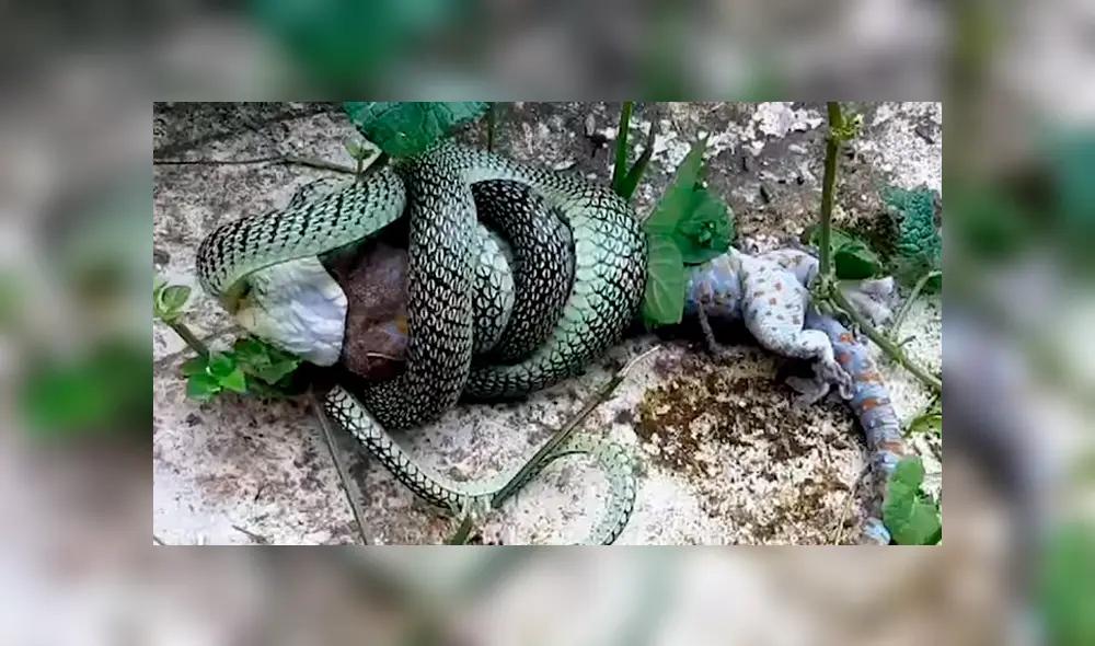 Si quieres ver la brutal batalla entre dos reptiles, revisa nuestra galería de fotos deslizando hacia la izquierda cada imagen del viral de YouTube. Si quieres ver la brutal batalla entre dos reptiles, revisa nuestra galería de fotos deslizando hacia la izquierda cada imagen del viral de YouTube.