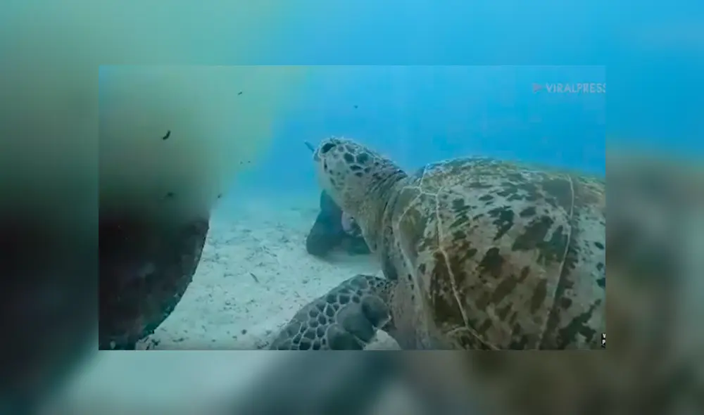 Cree que tortuga ha muerto aplastada por pesado tubo, se acerca y descubre la terrorífica verdad [VIDEO]